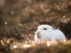 Potret Hewan Keren Jawara Kontes Mammal Photographer of the Year