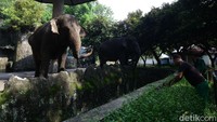Pemprov DKI Jakarta resmi mengumumkan puluhan destinasi wisata Ibu Kota ditutup sementara. Salah satunya Kebun Binatang Ragunan. Grandyos Zafna/detikcom.
