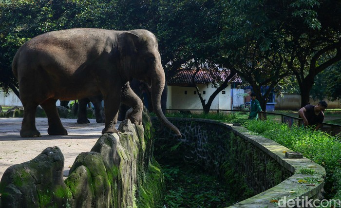 Pemprov DKI Jakarta selama dua pekan ke depan resmi menutup sejumlah tempat wisata di Ibu Kota. Salah satunya Kebun Binatang Ragunan.