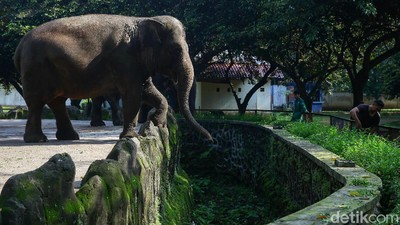 Kebun Binatang Ragunan Ditutup Imbas Corona