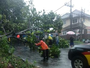 Hujan Disertai Angin Kencang Sebabkan Pohon Tumbang dan Longsor di Bogor