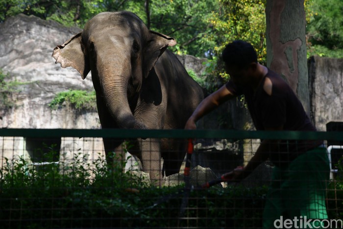Pemprov DKI Jakarta selama dua pekan ke depan resmi menutup sejumlah tempat wisata di Ibu Kota. Salah satunya Kebun Binatang Ragunan.