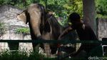 Kebun Binatang Ragunan Ditutup Imbas Corona