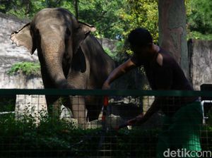 Pandemi Corona Bikin Satwa Medan Zoo Terancam Kelaparan