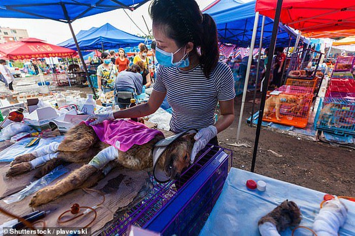 daging anjing
