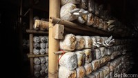 Penampakan jamur-jamur yang disimpan di dalam sebuah ruang gelap sebelum nantinya akan diproduksi menjadi keripik jamur.