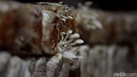 Keripik jamur tersebut diketahui telah diproduksi di Kamojang, Jawa Barat, sejak tahun 2012 silam.