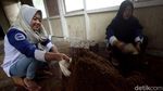 Intip Pembuatan Keripik Jamur Kamojang