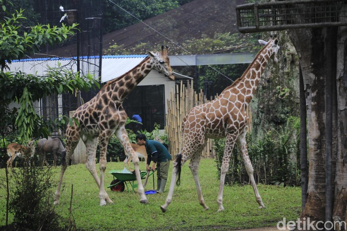 Bandung Zoo
