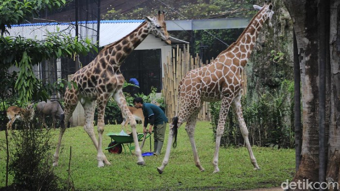 Kemenhut Ambil Alih Perawatan Satwa Kebun Binatang Bandung