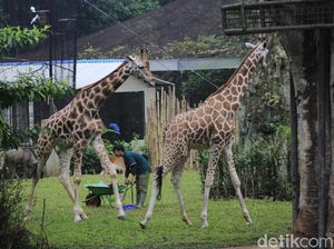 Kemenhut Ambil Alih Perawatan Satwa Kebun Binatang Bandung