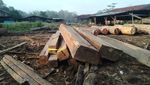 KLHK Tangkap Jaringan Peredaran Kayu Ilegal di Sumsel dan Jambi