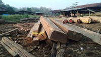 Kayu gelondongan dan olahan berbagai ukuran turut diamankan Tim Balai Gakkum Sumatera. Istimewa/KLHK.