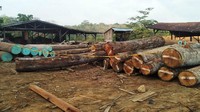 Lokasi penyimpanan kayu juga diamankan. Istimewa/KLHK.