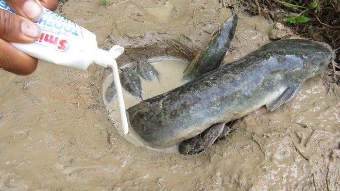 mancing lele