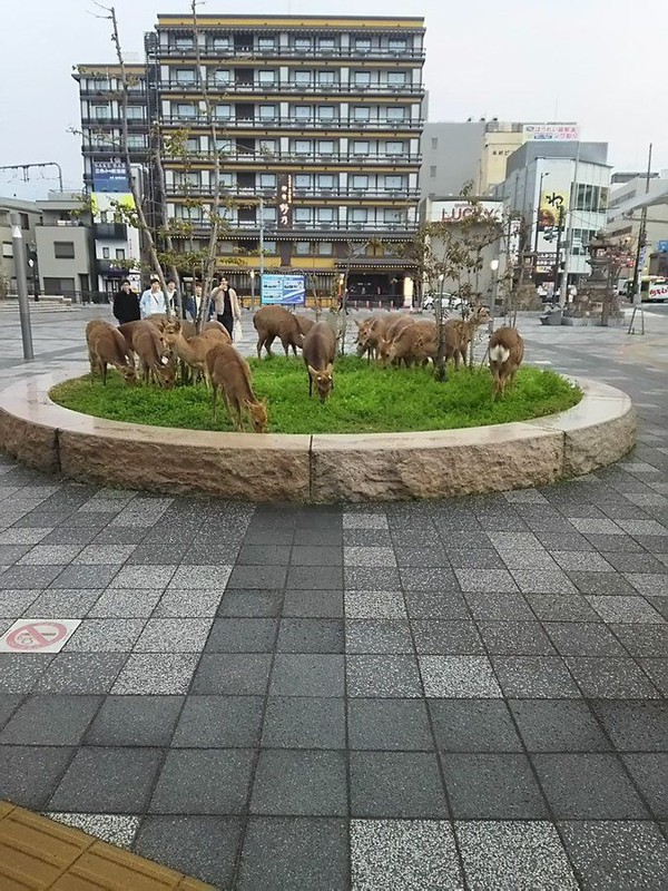 Pandemi Corona berimbas pada sepinya objek wisata taman rusa di Nara, Jepang. Tidak ada turis yang memberi makan, rusa pun turun ke jalan (Foto: Twitter @lovemaruchanday) Pandemi Corona berimbas pada sepinya objek wisata taman rusa di Nara, Jepang. Tidak ada turis yang memberi makan, rusa pun turun ke jalan (Foto: Twitter @lovemaruchanday)