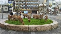 Pandemi Corona berimbas pada sepinya objek wisata taman rusa di Nara, Jepang. Tidak ada turis yang memberi makan, rusa pun turun ke jalan (Foto: Twitter @lovemaruchanday)