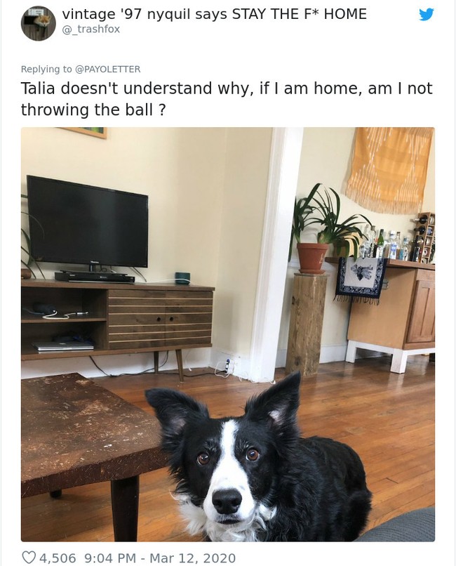 Wajah anjing ini seperti bingung melihat majikannya yang ada di rumah tapi malah sibuk sendiri dan tidak mengajaknya main. Foto: Twitter