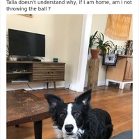 Wajah anjing ini seperti bingung melihat majikannya yang ada di rumah tapi malah sibuk sendiri dan tidak mengajaknya main. Foto: Twitter