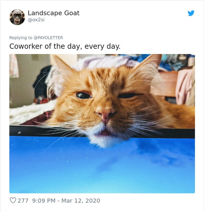 Meski diganggu, work from home dengan hewan peliharaan mungkin tidak akan kesepian karena punya rekan kerja yang setia menemani. Foto: Twitter