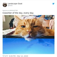 Meski diganggu, work from home dengan hewan peliharaan mungkin tidak akan kesepian karena punya rekan kerja yang setia menemani. Foto: Twitter