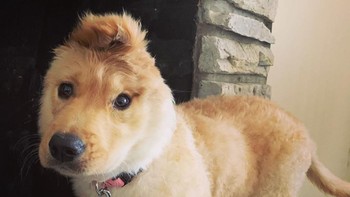 Netizen jatuh cinta dengan tampangnya yang lucu dan kupingnya yang aneh itu.  (@goldenunicornrae/Instagram)