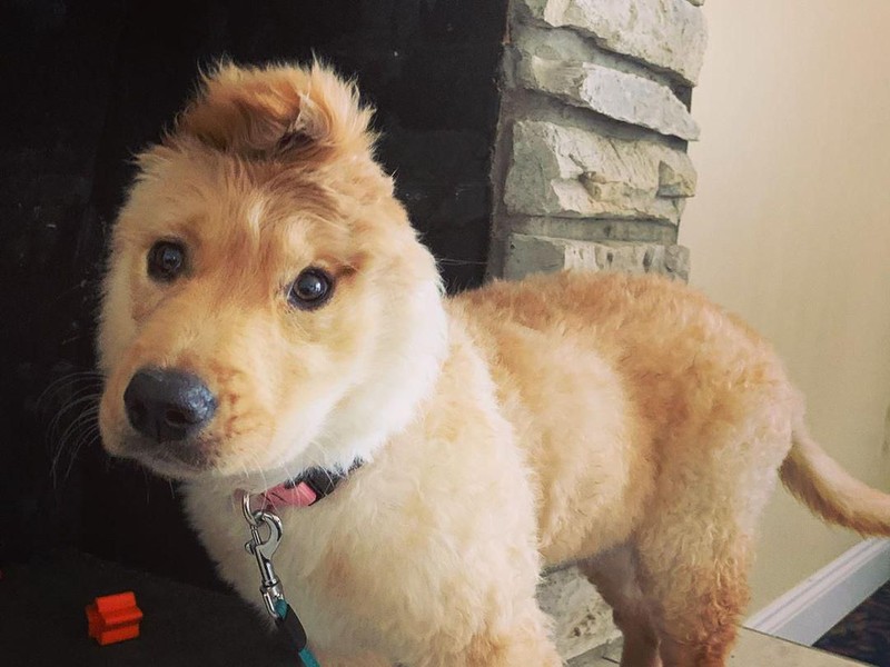 Anjing Unicorn Aneh Tapi Nyata