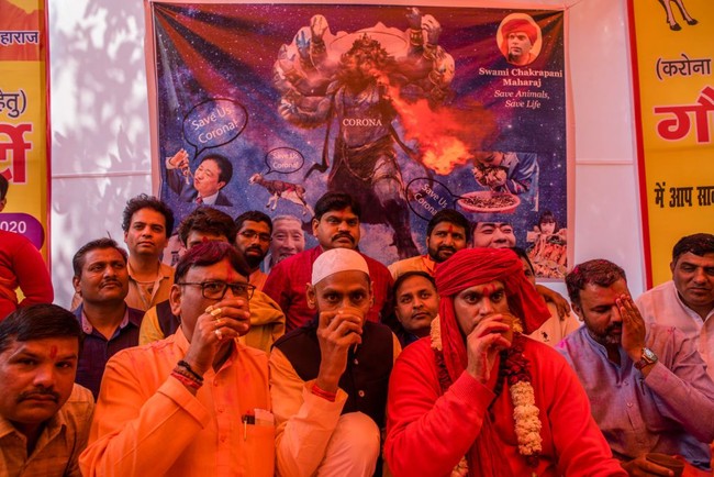 Wabah virus corona juga terjadi di India. Di New Delhi, ratusan anggota perkumpulan All India Hindu Mahasabha mengadakan upacara minum air kencing sapi, Sabtu (14/3/2020). Mereka meyakini air kencing dari hewan sakral umat Hindu tersebut sangat berkhasiat bagi kesehatan, termasuk untuk menangkal virus corona. (Foto: Yawar Nazir/Getty Images)