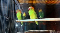 Meski begitu, sejumlah pedagang tetap beraktivitas dan berjualan di pasar burung tersebut.