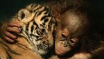 Potret Orangutan yang Berjuang Untuk Hidup