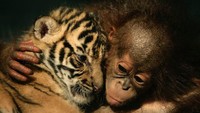 Orang utan adalah makhluk yang lembut, terutama saat mereka masih muda. Orang utan betina berumur 5 bulan ini memeluk anak harimau sumatera yang masih berusia 26 hari di Rumah Sakit Hewan Taman Safari Indonesia. (Getty Images)