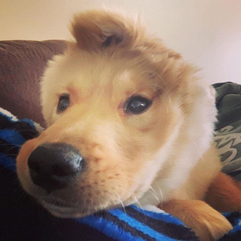 Anjing Unicorn Aneh Tapi Nyata