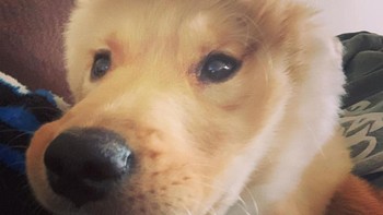 Unicorn adalah hewan mitologi berupa kuda bertanduk. Tapi di Amerika ada anjing unicorn unik yang jadi selebgram baru. (@goldenunicornrae/Instagram)