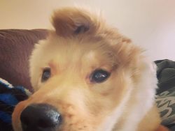 Ada Anjing Unicorn di Dunia Nyata