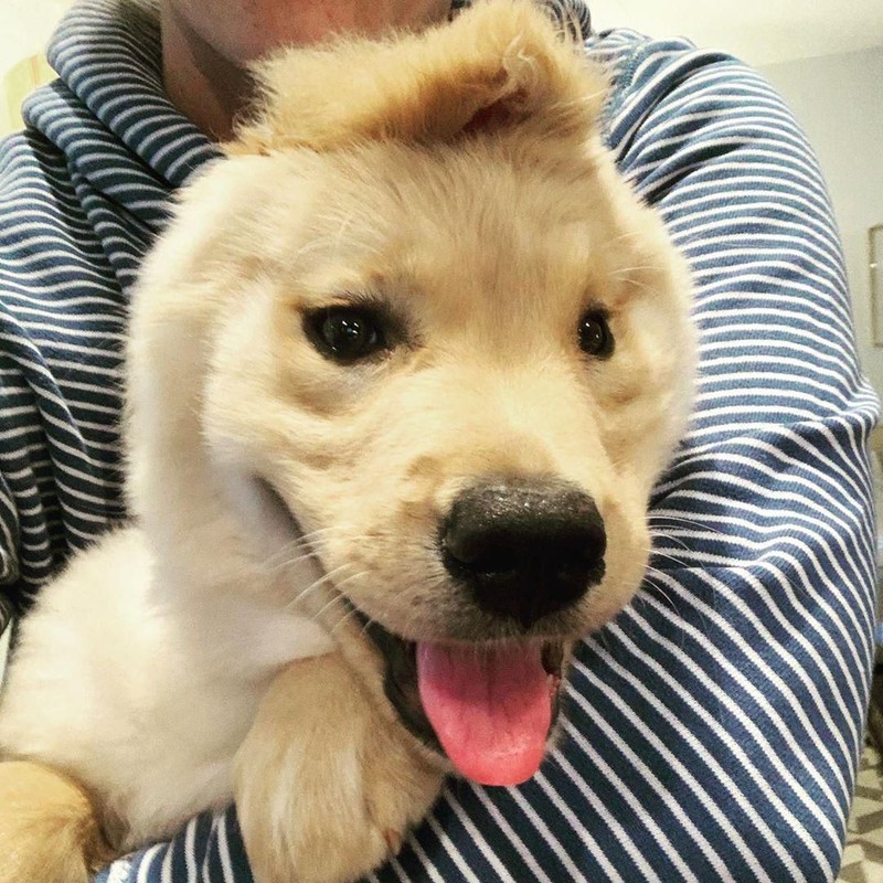 Anjing Unicorn Aneh Tapi Nyata