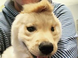 Ada Anjing Unicorn di Dunia Nyata