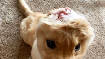 Rupanya anjing ini sebenarnya terluka saat lahir, dimana kupingnya cuma satu dan pelan-pelan pindah ke atas kepalanya. (@goldenunicornrae/Instagram)