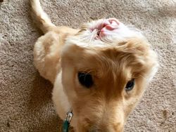 Ada Anjing Unicorn di Dunia Nyata