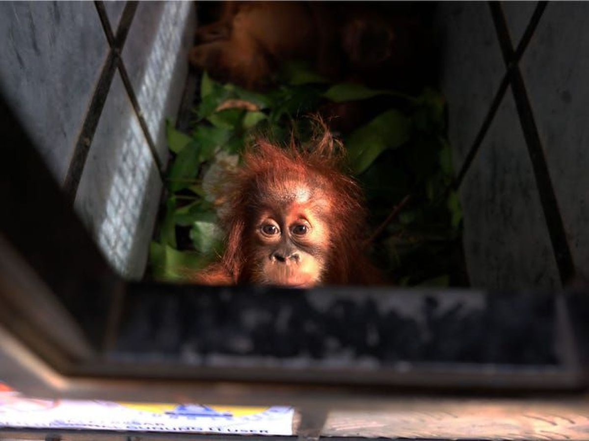 Hari Satwa Liar Sedunia, Ini Kisah Pilu Orang Utan Dipaksa Jadi PSK