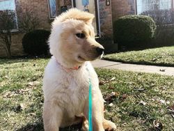 Ada Anjing Unicorn di Dunia Nyata