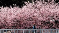 Saat musim sakura di Jepang, Tokyo Cherry Blossom didatangi banyak wisatawan, bahkan membuat tempat ini sangat padat. Walau Jepang tidak memberlakukan lockdown, warga memilih berada di rumah. (Getty Images)