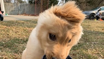 Anjing ini bukan bertanduk sungguhan, melainkan tumbuh telinga di atas kepalanya. (@goldenunicornrae/Instagram)