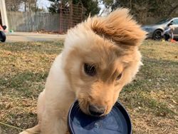 Ada Anjing Unicorn di Dunia Nyata