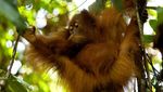 Potret Orangutan yang Berjuang Untuk Hidup