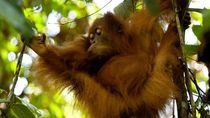 Nikmati Minggu Pagi Bareng Orangutan Sumatra