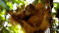 Orang utan menghabiskan keseharian mereka untuk menyendiri di pohon. Hewan-hewan ini sangat bergantung pada lingkungan mereka. (Getty Images)