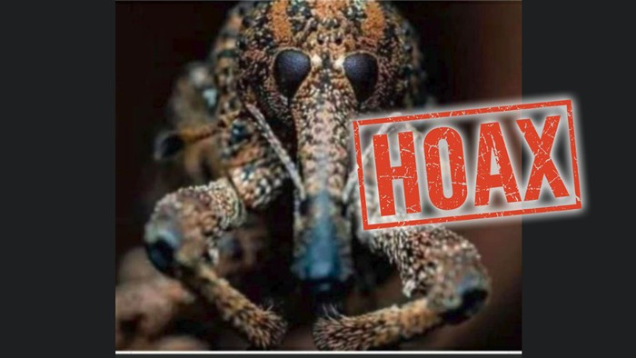 Viral bentuk virus corona Viral gambar diklaim bentuk virus corona setelah diperbesar 2.600 kali.