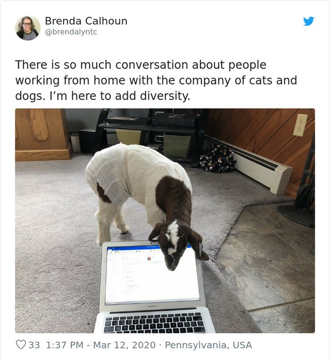 Tak cuma kucing atau anjing yang penasaran dengan apa yang dikerjakan majikan tapi kambing tampaknya juga penuh rasa ingin tahu. Foto: Twitter