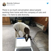 Tak cuma kucing atau anjing yang penasaran dengan apa yang dikerjakan majikan tapi kambing tampaknya juga penuh rasa ingin tahu. Foto: Twitter