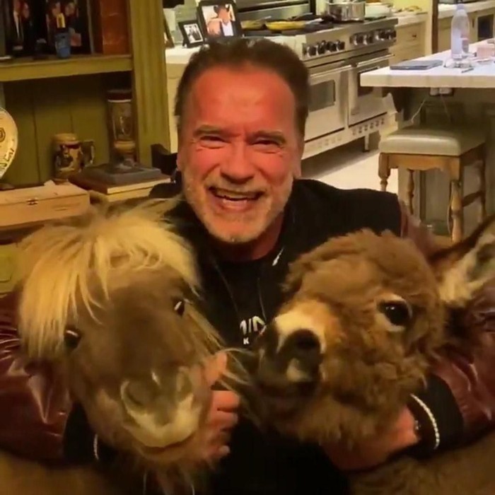 Arnold Schwarzenegger Main Bareng Kuda Poni (Twitter) Arnold Schwarzenegger Main Bareng Kuda Poni (Twitter)